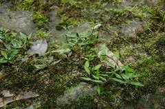 Image result for Saintpauliopsis lebrunii