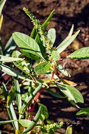 Image result for Amaranthaceae