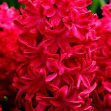Image result for Hyacinth Red 2016 S