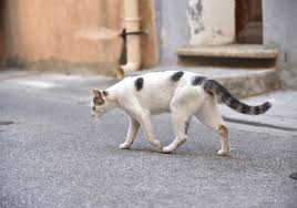 In many cases, a cat that has gone missing has likely not been neutered. My Cat Has Gone Missing When Should I Start To Worry