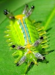 Black And White Striped Caterpillar With Orange Head Stinging Slug Caterpillar From Singapore Beautiful Bugs Caterpillar Bugs And Insects