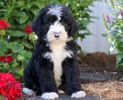 Why should you choose our mini bernedoodle puppies for sale in illinois? Bernedoodle Mini Puppies For Sale Puppy Adoption Keystone Puppies