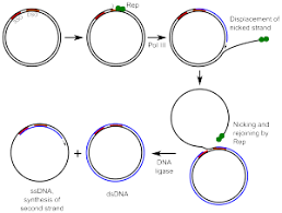Thus, regeneration of dna helix occurs, with one strand of original helix combining with freshly formed complement to constitute a double stranded. Rolling Circle Replication Wikipedia