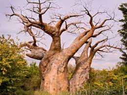 Occurring naturally in the dry areas of madagascar, africa and australia, they store massive amounts of water in their stems to cope with seasonal droughts. Baobab Myths And Stories