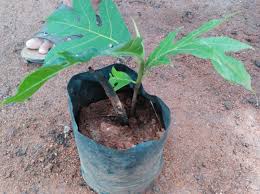 4 buy breadfruit flour online. Buy Breadfruit Artocarpus Altilis Plant Bangalore Agrico