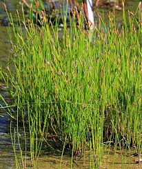Image result for Eleocharis atropurpurea