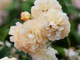 Plant database entry for rose (rosa 'buff beauty') with 29 images, one comment, and 42 data 'buff beauty' improves its floral display with each year. Rosa Buff Beauty
