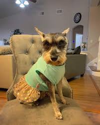 Learn more about houston humane society in houston, tx, and search the available pets they have up for adoption on petfinder. A Magic Mobile Dog Groomer Request An Appointment 15 Photos Pet Groomers Houston Tx Phone Number