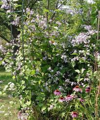 × jouiniana but the stems are lax and need support. Photo Of The Entire Plant Of Clematis Mrs Robert Brydon Posted By Tree Climber Garden Org