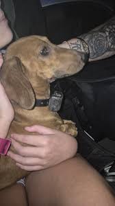 Gunnedah Notice Board