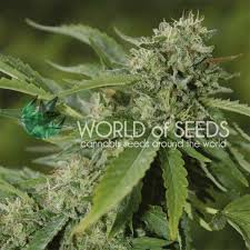 Colombian gold, also known as santa marta colombian gold and santa marta, is a classic landrace sativa marijuana strain that originated in the santa marta mountains of colombia. Brazil Amazonia Pure Origin Collection Worldofseeds