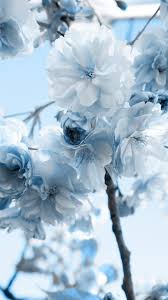 Floral Navy Blue And White Photo In 2020 Blue Flower Wallpaper Blue Aesthetic Pastel Blue Wallpaper Iphone