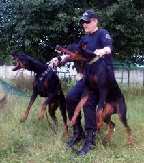 Pin By Julia On Hunde Doberman Pinscher Dog Police Dog Breeds Doberman Dogs