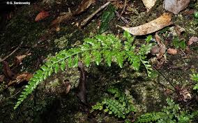 Image result for Asplenium simii