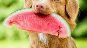 Watermelon is 92% water, so it's a great treat for hot days. Can Dogs Eat Watermelon What About Watermelon