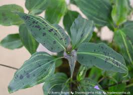 Image result for Tinnea galpinii