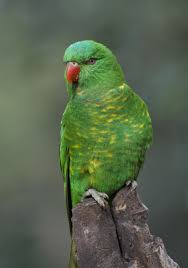 Scaly Breasted Lorikeet Another Of Australia S Big Family Of Lorikeets This One Lives In The Land Of Parrots At Healesville Sanctuary In Victoria