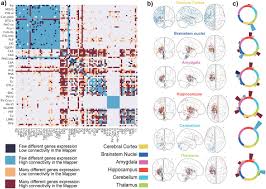 You can search on all cards or only cards that you have bookmarked. Topological Gene Expression Networks Recapitulate Brain Anatomy And Function Biorxiv