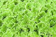 Azolla: The Amazing Fern We May All Be Eating in the Future | The ...
