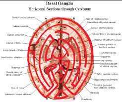 Westworld Maze Map Overlain On Brain Diagram Westworld Westworld Hbo Maze