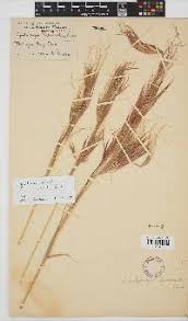 Image result for Hyperthelia dissoluta