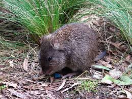 Potorous Tridactylus Long Nosed Potoroo Weighs Up To 1 3kg And Is Widespread In Tasmania Seltene Tiere Tiere