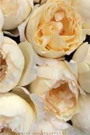The thick branches persist in jutting out horizontally, so the bush is almost always wider than it. Rose Cream Yves Piaget