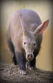 Aardvark Cute Baby Animals African Animals Funny Animals