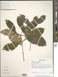 Image result for Ixora brachypoda