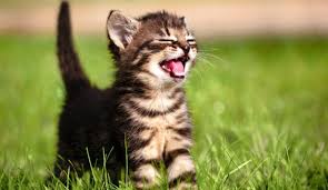 Znalezione obrazy dla zapytania: przyroda