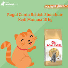 Royal Canin British Shorthair Kedi Mamasi 10 Kg Hediyeli En Iyi Fiyatla Evcilbesinleri Com Dan Satin Alin Ayaginiza Gelsin Shorthair C Kedi Cats Urunler