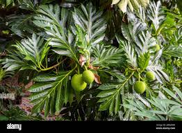 Image result for Artocarpus