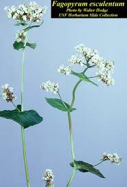 Image result for Fagopyrum esculentum
