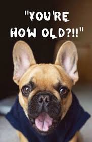 Birthday Card Happy Birthday Wishes In French Funny French Bulldog Birthday Card Happy Birthday French Bulldog Bulldog Happy Birthday French Bulldog Funny