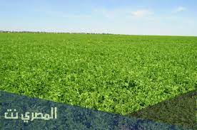 تفسير حلم العصفور في المنام ومعناه بالتفصيل، العصفور هو كائن سمائي صوته حسن يحبه الصغير والكبير وربما استخدمه الناس للزينة لو رأت المرأة الحامل في منامها عصفورا وكان أنثي فإنها ستنجب أنثي جميلة تصونها وترعها. ØªÙØ³ÙŠØ± Ø­Ù„Ù… Ø²Ø±Ø§Ø¹Ø© Ø§Ù„Ø£Ø±Ø¶ ÙÙŠ Ø§Ù„Ù…Ù†Ø§Ù… Ù„Ø£Ø¨Ù† Ø³ÙŠØ±ÙŠÙ† Ø¨Ø§Ù„ØªÙØµÙŠÙ„ Ø§Ù„Ù…ØµØ±ÙŠ Ù†Øª