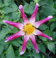 Midnight Star Dahlia Star Flower Dahlia Flower Dahlia