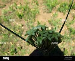 Image result for Sisyranthus