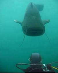 Picture Taken At Possum Kingdom Lake Dam By Diver Cleaning Out The Flow Vents Even The Catfish Are Bigger In Tx Fish Catfish Fishing Big Catfish
