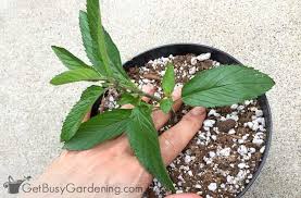 Once established, mint plants tolerate light frosts. Propagating Mint Plants From Cuttings Step By Step Get Busy Gardening