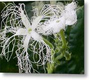 Thats a very beautiful and unique flower! Snake Gourd Flower Photograph By Alfred Ng