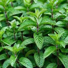 Mojito Mint Herb Plant Planting Herbs Mint Herb Mint Plants