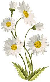 Daisies Transparent Png Clip Art Image Gallery Yopriceville High Quality Images And Transparent Png Free Clipart Daisy Painting Daisy Art Flower Drawing