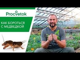 во саду ли в огороде юлия миняева посадка чеснока Medvedka Dva Supereffektivnyh I Ekologichnyh Sposoba Izbavitsya Ot Medvedki Youtube Ovoshnoj Ogorod Ogorodnichestvo Ovoshnoj Sad