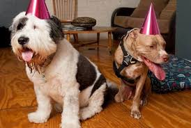 Why Are There So Many Pit Bulls In Shelters Cute Animals Animals Pit Bulls