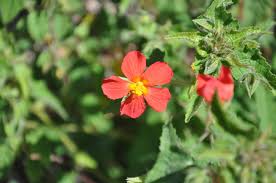 Image result for Pavonia