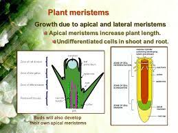 A cell which has not yet become specialised. Plant Structures Plant Structures Plant Cell Structure Review Differences Between Plant Animal Cells Unlike Animal Cells Plant Cells Have Unlike Ppt Download