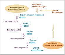 Enzym Wikipedia