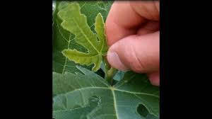 It was a bit delayed due to covid related shipping issues but it is here now and we are so very excited to get it into your hot little hands! How To Promote Branching Fruiting By Pinching Fig Trees Youtube