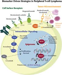 The type of skin lesions and the surfa … Biomarker Driven Management Strategies For Peripheral T Cell Lymphoma Journal Of Hematology Oncology Full Text