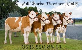 Karaagac Veteriner Klinigi 0542 550 84 24 Hayvan Hayvan Barinagi Hayvanlar